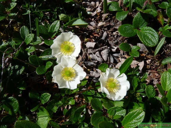 Ranunculus alpestris- base pte: follys-abondance-05:07:11: