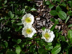 Ranunculus alpestris- base pte: follys-abondance-05:07:11: