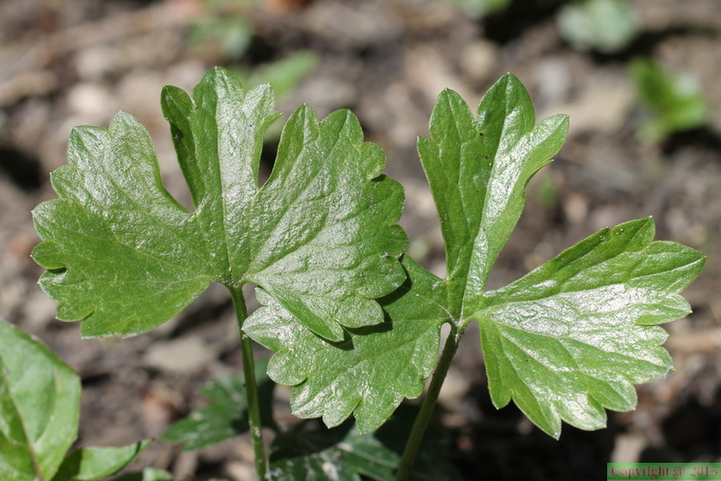 Ranunculus auricomus, a Chilly-25:04:2013 (2)