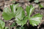 Ranunculus auricomus, a Chilly-25:04:2013 (2)