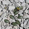 Ranunculus parnassifolius +botryche-Platé, l'Aup de veran, a 2400m:-17:08:2012 (2)