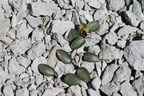 Ranunculus parnassifolius +botryche-Platé, l'Aup de veran, a 2400m:-17:08:2012 (2)