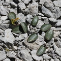 Ranunculus parnassifolius +botryche-Platé, l'Aup de veran, a 2400m:-17:08:2012 (4)