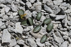Ranunculus parnassifolius +botryche-Platé, l'Aup de veran, a 2400m:-17:08:2012 (4)