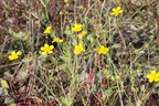 Ranunculus sardous, champ sud chef-lieu de Messery-19:10:2013 (2)