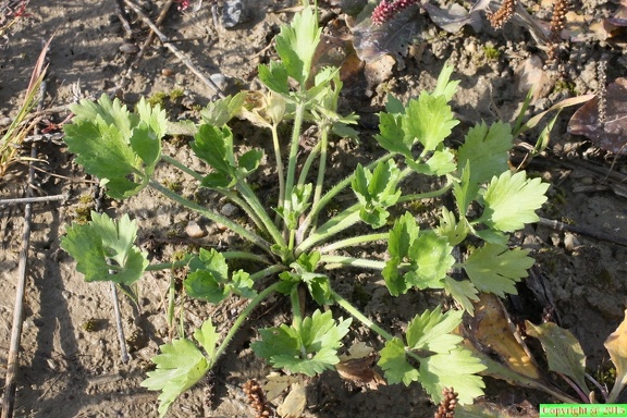 Ranunculus sardous, champ sud chef-lieu de Messery-19:10:2013 (8)