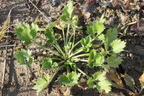 Ranunculus sardous, champ sud chef-lieu de Messery-19:10:2013 (8)
