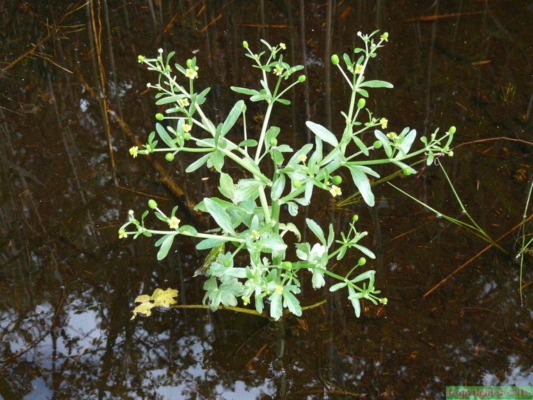 Ranunculus sceleratus-tourb: de prat-qumond-31:05:10:
