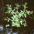 Ranunculus sceleratus-tourb: de prat-qumond-31:05:10: