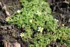 Ranunculus trichoph: ssp: tricoph:-marais de Margencel-23:07:2012 (2)