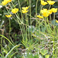 Ranunculus villarsii au col de sevan a 1900m:-30:06:2012