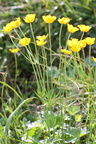 Ranunculus villarsii au col de sevan a 1900m:-30:06:2012