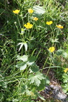 Ranunculus villarsii, Bérard près refuge, vallorc:-20:08:2012 (2)