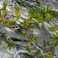 Rhamnus pumila, Rochers de balme-Arache les C:-26:04:2012
