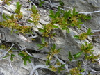 Rhamnus pumila, Rochers de balme-Arache les C:-26:04:2012