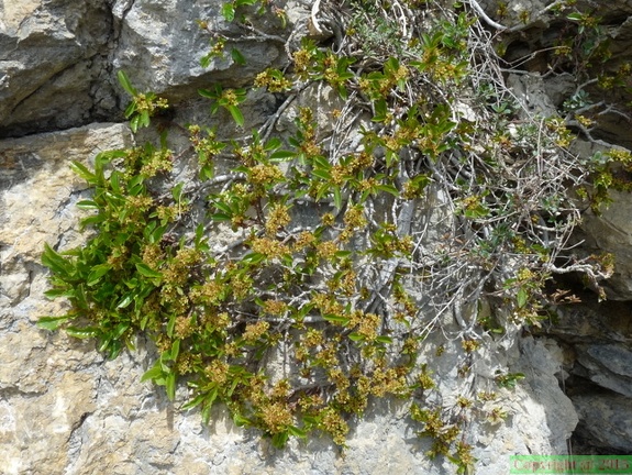 Rhamnus pumila, Rochers de balme-Arache les C:-26:04:2012 (2)