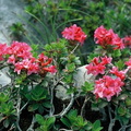 Rhododendron hirsutum, Flaine,2020m:-19:07:2007: (2)