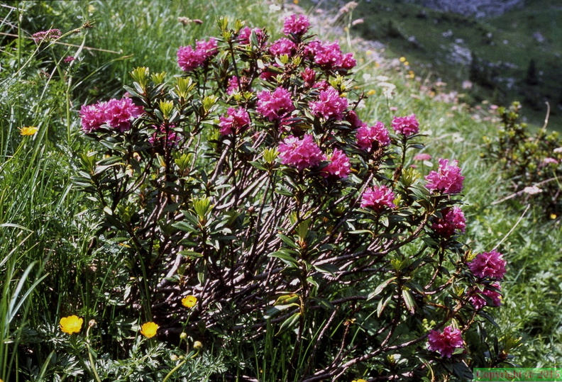 Rhododendron_ferr._(vouan).JPG