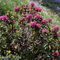 Rhododendron ferr. (vouan)