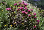 Rhododendron ferr. (vouan)