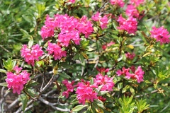 Rhododendron ferrugineum, au col de sevan a 1900m:-30:06:2012 (2)