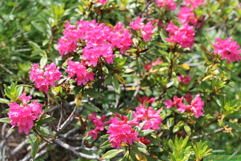 Rhododendron_ferrugineum,_au_col_de_sevan_a_1900m:-30:06:2012_(2).JPG