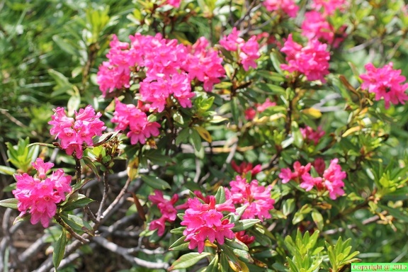 Rhododendron ferrugineum, au col de sevan a 1900m:-30:06:2012 (2)