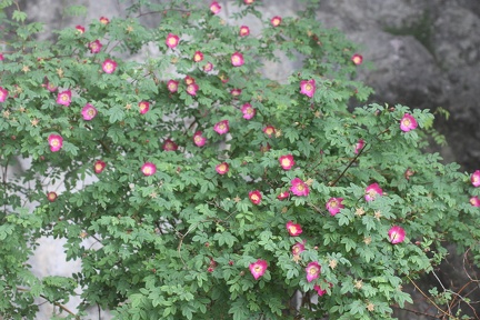Rosa alpigena,Parmelan a 1500m:-B: de Thuy-25:06:2012