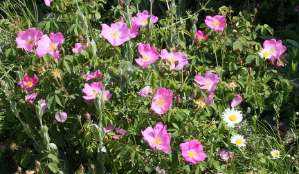 Rosa gallica, cult: a Lully-02:06:2014 (2)
