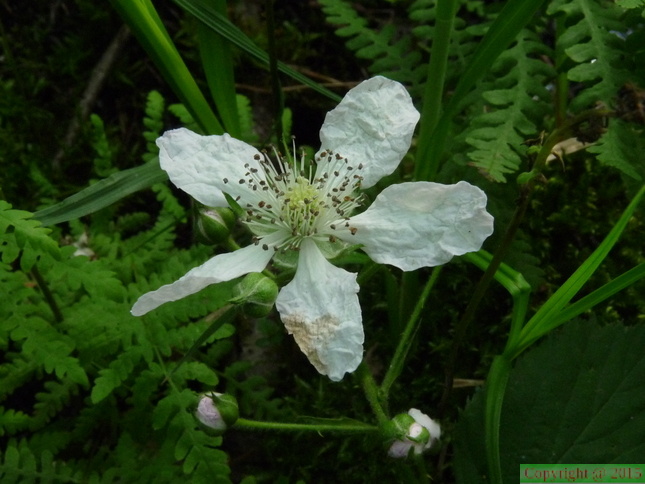 Rubus_caesius,_Marais_du_Bouchet-Perrignier-02:06:2014.JPG