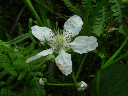 Rubus caesius, Marais du Bouchet-Perrignier-02:06:2014