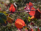 Rubus sp:-Les Moises, Draillant-23:10:2012 (2)