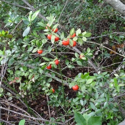 Ruscus (nouveau)