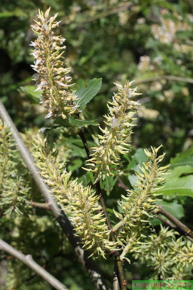 Salix appendiculata, Plat: des Glières-20:07:2013