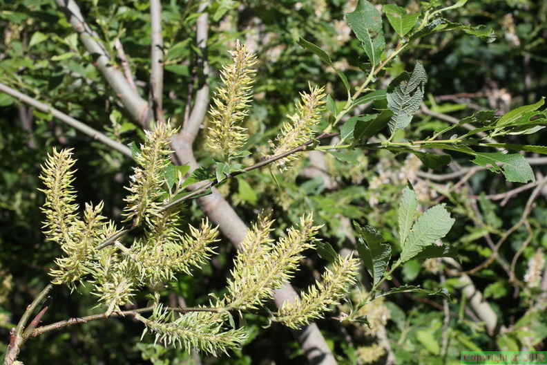 Salix appendiculata, Plat: des Glières-20:07:2013 (3)