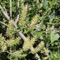 Salix appendiculata, Plat: des Glières-20:07:2013 (3)