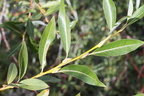 Salix daphnoides, ch: de Lens-abondance-20:09:2013 (2)