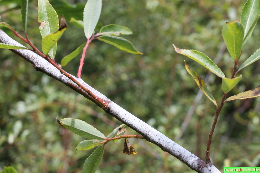 Salix daphnoides, lac de vallon, Bellevaux-29:08:2012 (3)