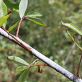 Salix daphnoides, lac de vallon, Bellevaux-29:08:2012 (3)
