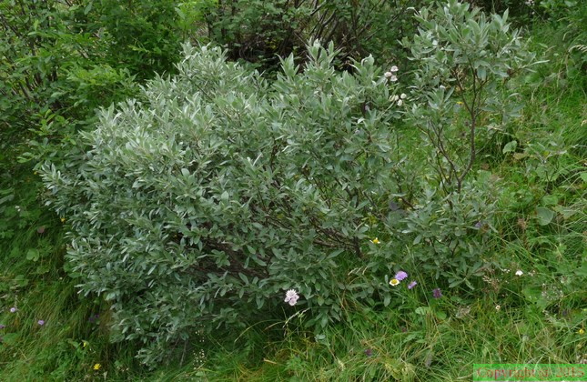 Salix glaucosericea, Damoz les Moulins -1660m: -St J: D'Aulps-16:08:2014 (2)