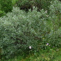 Salix glaucosericea, Damoz les Moulins -1660m: -St J: D'Aulps-16:08:2014 (2)