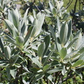 Salix glaucosericea-Désert platé,près gouffre coté 2052m:-17:08:2012