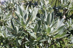 Salix glaucosericea-Désert platé,près gouffre coté 2052m:-17:08:2012