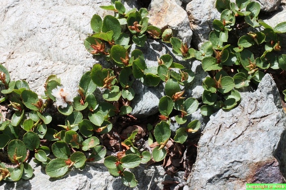 Salix herbacea a 1950m: Berard, Vallorcine-20:08:2012