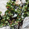Salix herbacea a 1950m: Berard, Vallorcine-20:08:2012