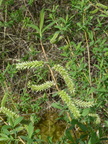 Salix purpurea, Bons en Ch:-02:05:2013