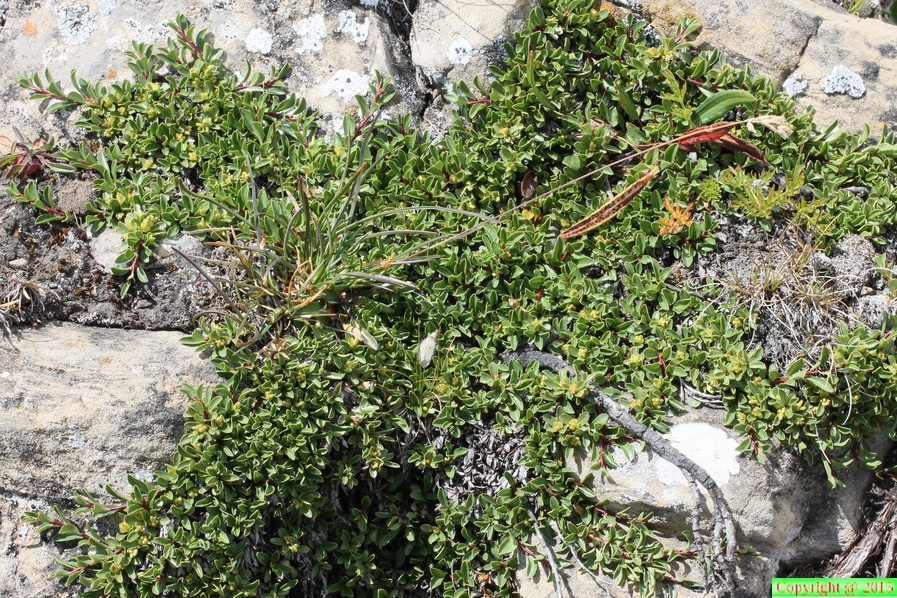 Salix serpyllifolia, Aravis-combe de la balme,a 2500m:-13:08:2012