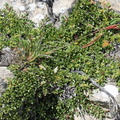 Salix serpyllifolia, Aravis-combe de la balme,a 2500m:-13:08:2012