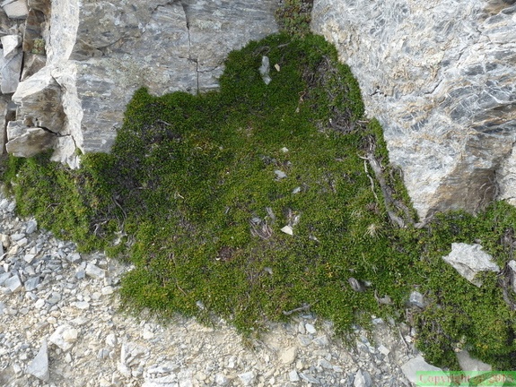 Salix serpyllifolia, col Corbeaux, 2600m:-vallorcine-11:09:2012