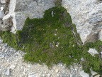 Salix serpyllifolia, col Corbeaux, 2600m:-vallorcine-11:09:2012